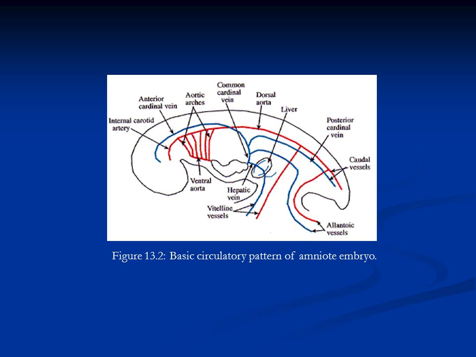 Comparative Anatomy Circulatory System ppt video online download